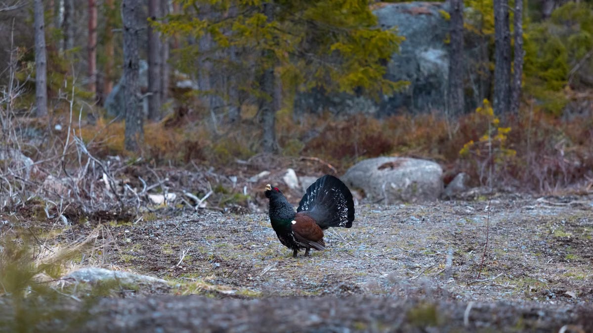 Majestic capercaillie displaying its feathers in a tranquil Finnish forest setting.